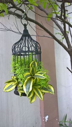 a bird cage hanging from a tree filled with plants