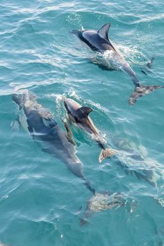 three dolphins swimming in the ocean together