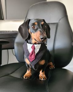 a dachshund dog wearing a suit and tie sitting in an office chair