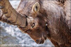 an animal with large horns standing next to a river