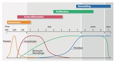 Phases of wound healing - RCEMLearning India Coagulation Cascade, Granulation Tissue, Basement Membrane, Blood Components, Collagen Fibers, Face Care Routine, Skin Collagen, Wound Healing