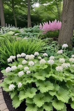 the garden is full of green plants and white flowers