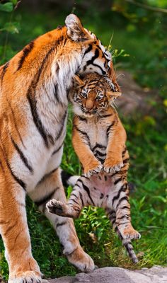 two tigers playing with each other in the grass