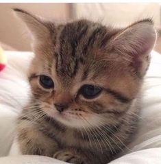 a kitten sitting on top of a bed next to a stuffed animal toy in the background