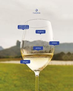 a wine glass filled with white wine sitting on top of a lush green field