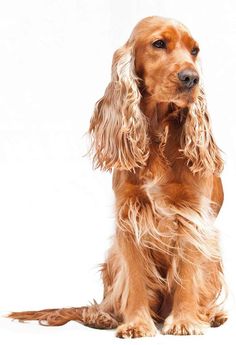 a brown dog sitting on top of a white floor