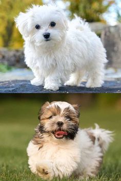 two different pictures of small white dogs on the same page, one with blue eyes and one with brown hair