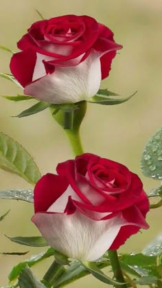 two red and white roses with water droplets on them