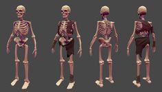 three different views of the human skeleton