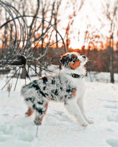 a dog that is standing in the snow