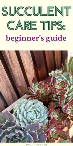 succulent care tips beginner's guide