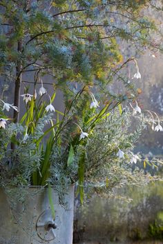 A silvery pot display using lavender and acacia. Gladiolus In Pots, Gladiolus Murielae, Summer Pots, Acacia Baileyana, Using Lavender, Blooming Heart, Pot Display, Container Planting, Planting Design