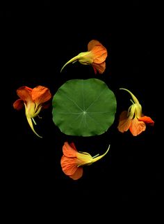 four orange flowers on a black background with a green leaf in the middle and one flower at the center