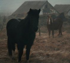 three horses standing in a field with houses behind them on a foggy, overcast day