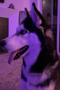 a black and white husky dog with blue eyes