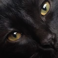 a black cat with yellow eyes looking at the camera