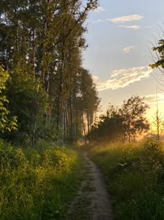 Walking in the morning foggy forest Nature Walks Aesthetic, Daily Walks Aesthetic, Forest Walk Aesthetic, Long Walks Aesthetic, Nature Walk Aesthetic, Morning Walks Aesthetic, Matthew Sato, 2024 Habits, Walking In The Morning