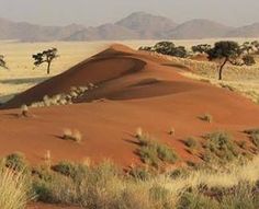 the desert is filled with sand dunes and trees