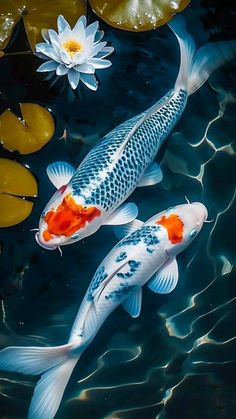 two koi fish swimming in a pond with lily pads