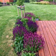 purple flowers are blooming in the middle of a wooden decked garden area with green grass