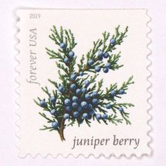 a stamp with blue berries on it and the words juniper berry written in black ink