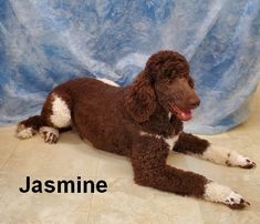 a brown and white poodle laying on the floor