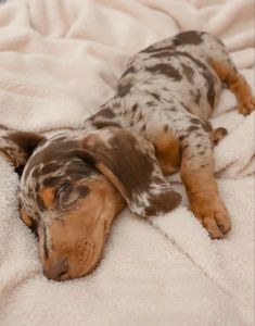 a brown and black dog laying on top of a white bed covered in a blanket