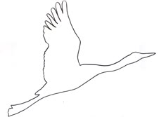 a drawing of a bird flying in the sky