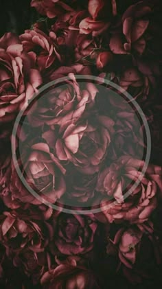 a bunch of pink flowers with a circle around the center on a black background that is overlaided