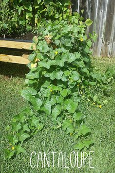 there is a plant growing out of the ground in front of a bench that says cantaloupe