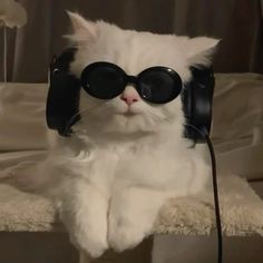 a white cat wearing sunglasses and headphones