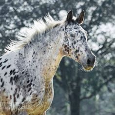 a spotted horse standing in front of some trees