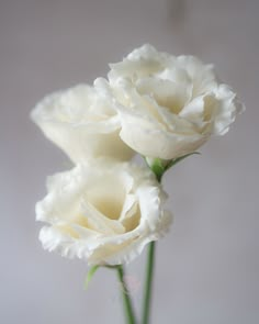 two white flowers in a vase on a table