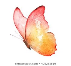 a watercolor painting of a butterfly on a white background with the words shutterstock com