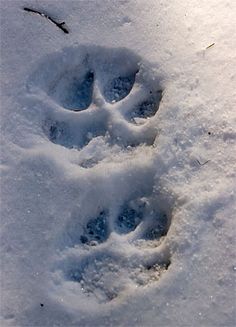 an animal's paw prints in the snow