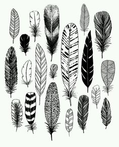 a bunch of different types of feathers on a white background, vintage line drawing or engraving illustration