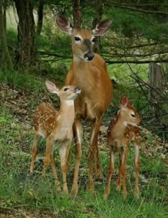 two young deer standing next to an adult deer