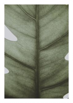 a large green leaf with white spots on it