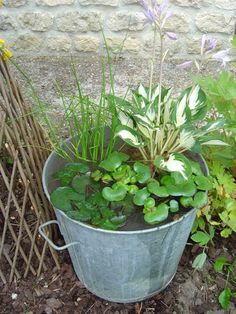 a metal bucket filled with lots of green plants