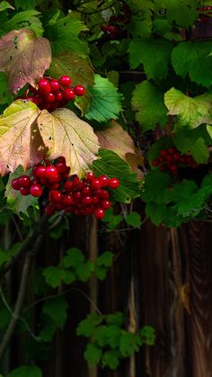 red berries and green leaves on a tree in the woods, near a wooden fence