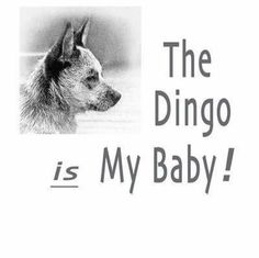 the dingo is my baby poster with an image of a dog in black and white