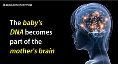 an image of a brain with the caption'the baby's dna becomes part of the mother's brain