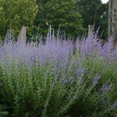 purple flowers in the middle of a garden