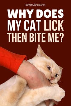 Ever wonder why your cat licks then bites you? We've come up with three of the most common reasons why cat licks turn to bites! Kitty Kisses, Calico Cats, Foster Cat, Kinds Of Cats, Bite Me, Cat Facts, Calico Cat