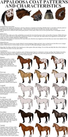 the different types of horses are shown in this diagram