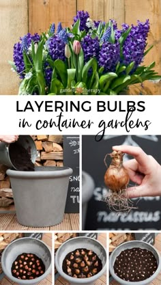 lavender bulbs in container gardens with text overlay that reads layering bulbs in container gardens