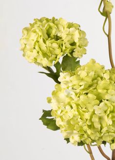 two green hydrangeas in a vase on a white background with the stems still attached