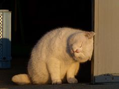 a white cat sitting on the ground next to a door with its eyes closed and it's head down