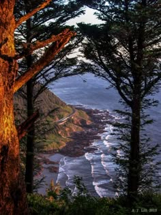 some trees and the ocean on a cloudy day