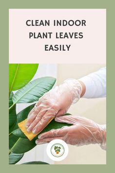 Person wearing gloves wipes a large green plant leaf with a cloth. House Plants Indoor Air Purifying, Popular Plants, Rubber Plant, Backyard Remodel